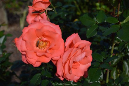 January roses at Leu Gardens in Winter Park, FL