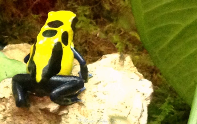 Poison Dart Frog (Behind glass at the Central Florida Zoo)